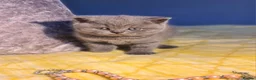 British Shorthair cats for sale: GCCF reg.Full vaccination British shorthair girl  - Advert 5
