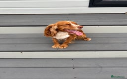 Cocker Spaniel dogs for sale: Cocker spaniel  - Image 3
