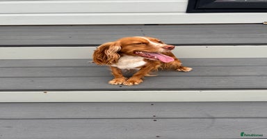 Cocker Spaniel dogs - Advert 11