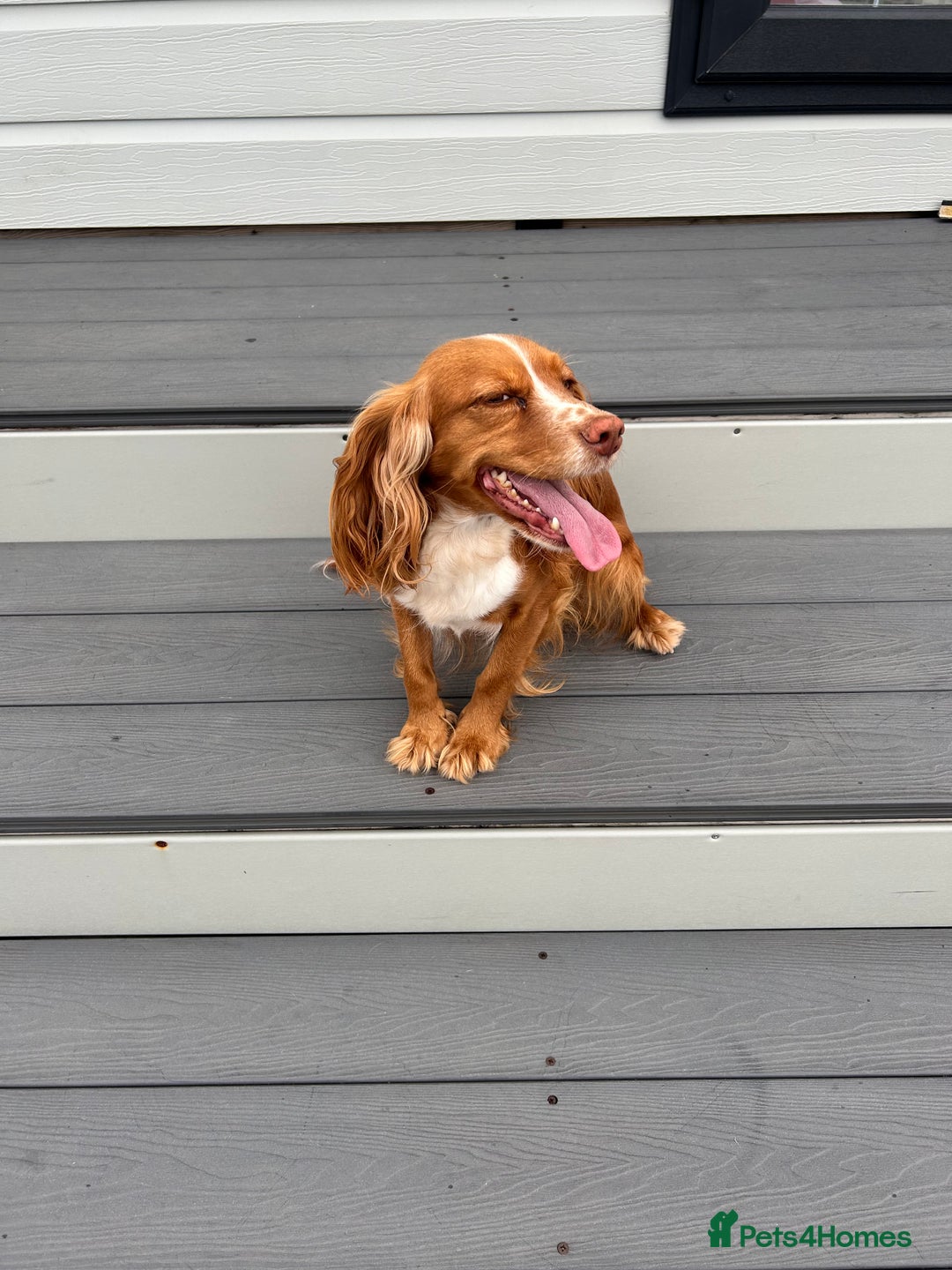 Cocker Spaniel dogs for sale: Cocker spaniel  - Image 3