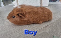 Guinea Pig rodents for sale: Guinea pigs £25 each  - Image 8