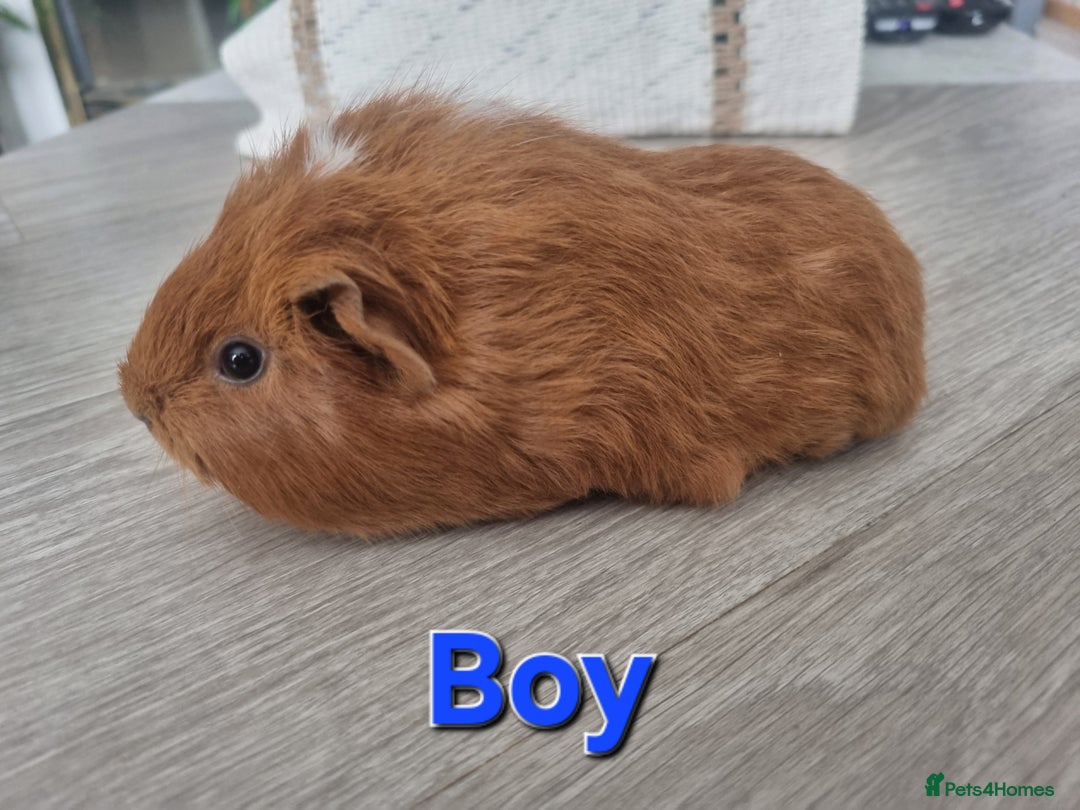 Guinea Pig rodents for sale: Guinea pigs £25 each  - Image 8