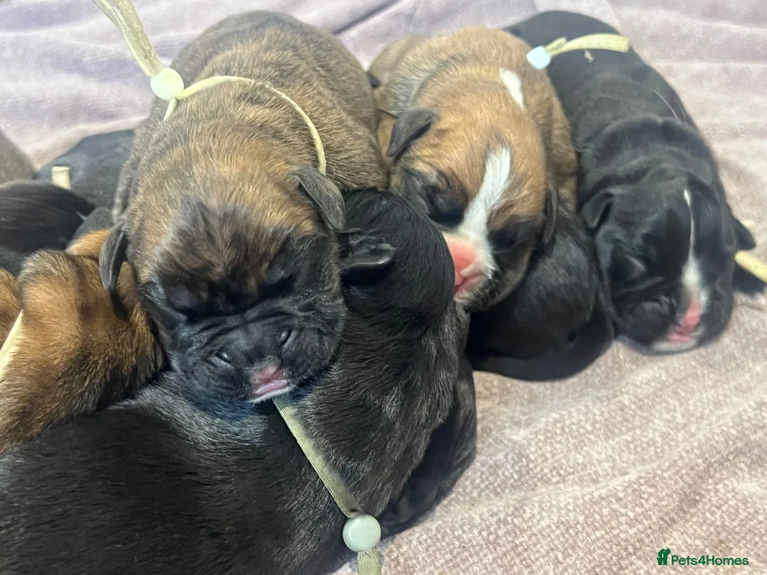 Boxer dogs for sale: 9 Beautiful Boxer puppies in Lewes - Advert 1