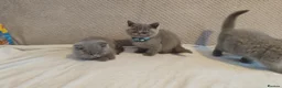 British Shorthair cats for sale: Beautiful British Shorthair Kittens – GCCF Reg in London - Advert 7