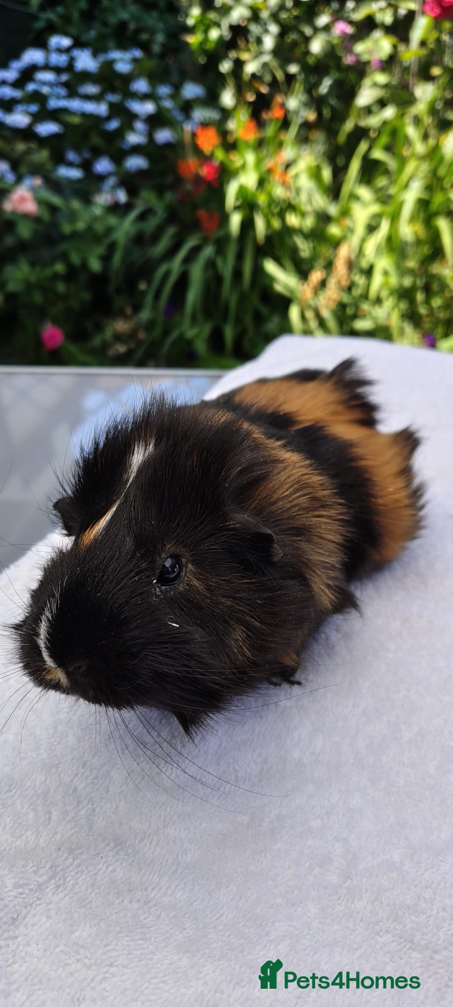 Guinea Pig rodents Pair of female Guinea pigs. - Advert 1
