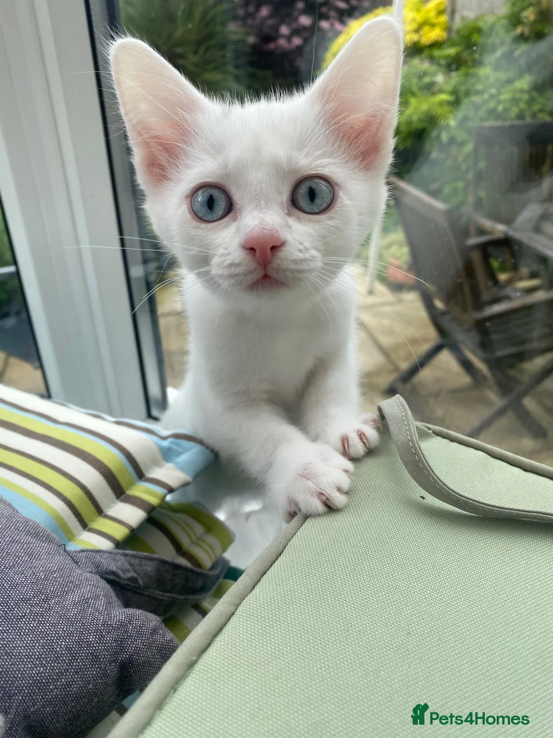 Mixed Breed cats for sale: 3 gorgeous white kittens 12 weeks old - Advert 35
