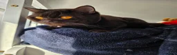 British Shorthair cats for sale: Pablo is a chocolate cinnamon - Advert 5