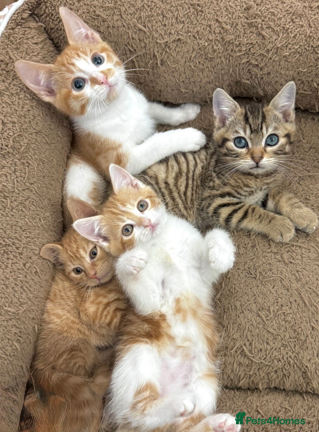 Mixed Breed cats for sale: GORGEOUS KITTYS  - Advert 13