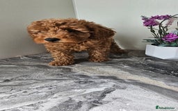 Toy Poodle dogs for sale: Beautiful Red Toy Poodle Puppies - Image 29
