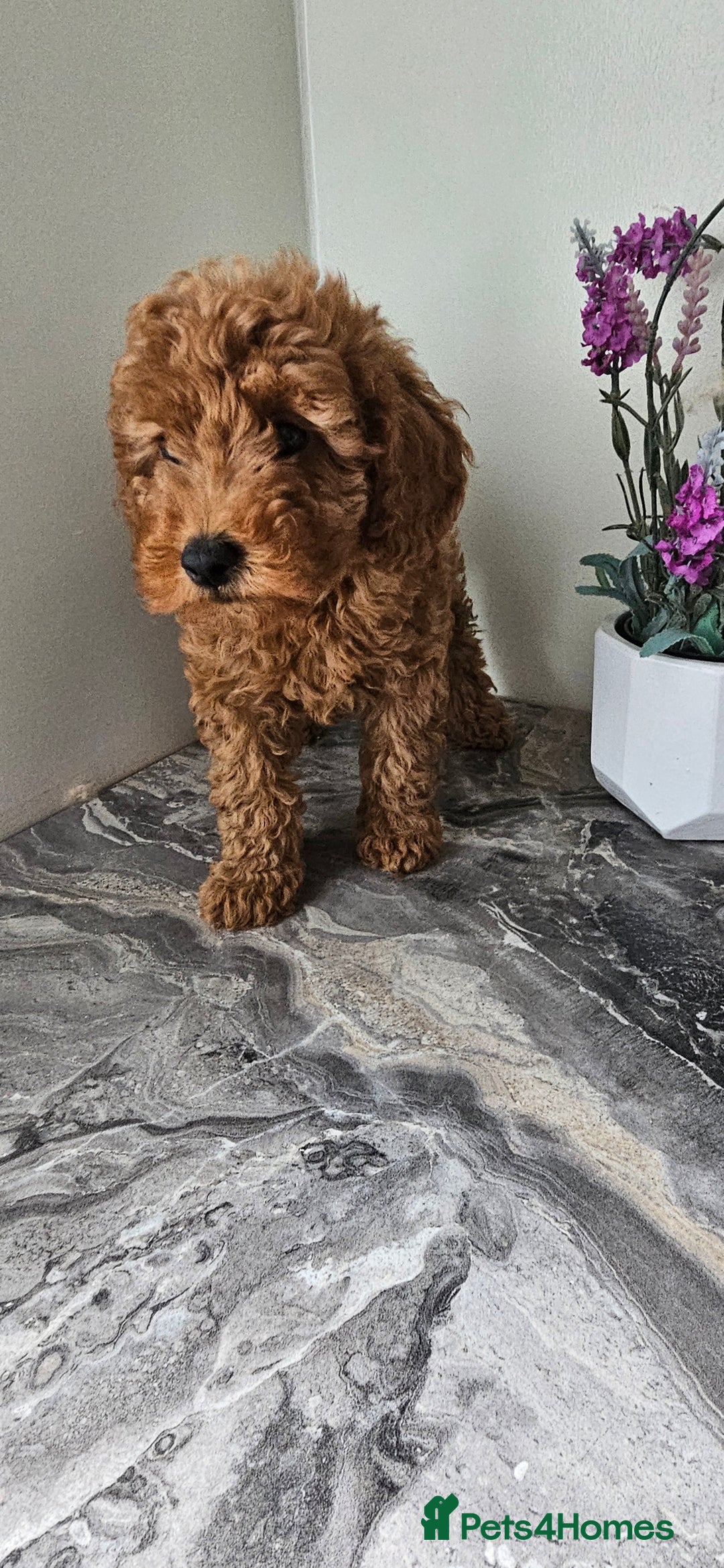 Toy Poodle dogs for sale: Beautiful Red Toy Poodle Puppies - Image 29