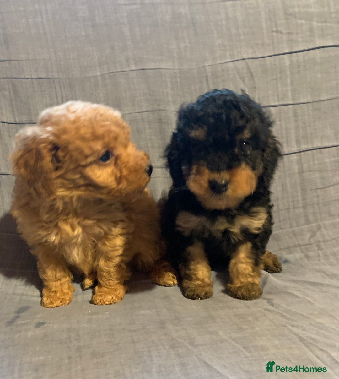 Cockapoo dogs for sale: Beautiful toy cockapoo puppies  - Advert 2