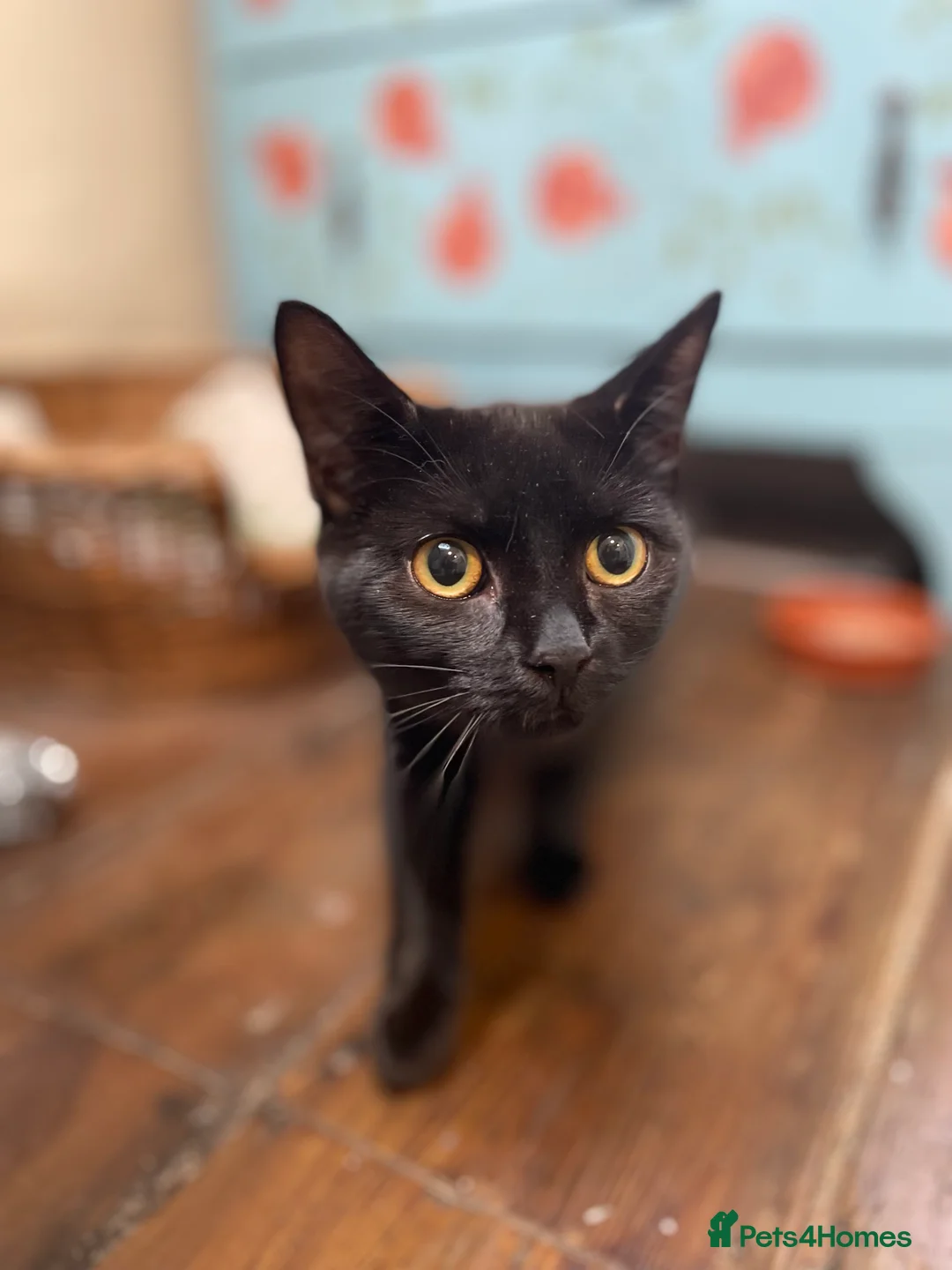 Domestic Shorthair cats for adoption: Chilli and Pepper, 8 month old sisters  in Basingstoke - Advert 3