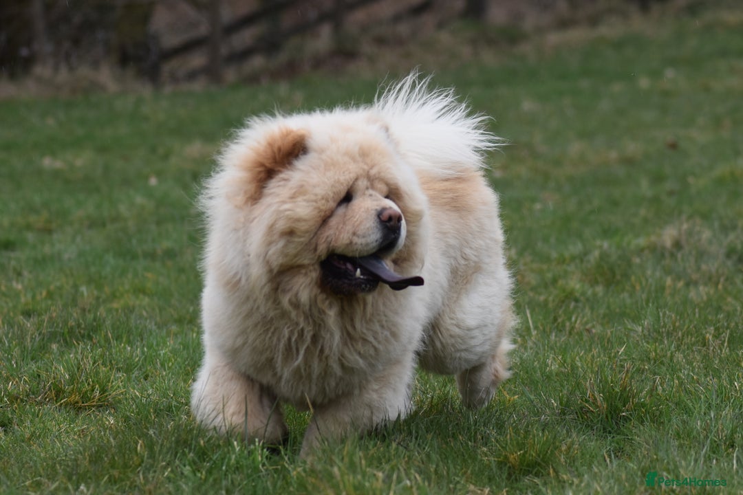 Chow Chow dogs for stud: Stunning KC registered cream boy, carries dilute. - Image 7