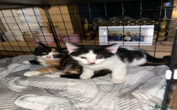 Mixed Breed cats for sale: 2 beautiful kittens - Image 2
