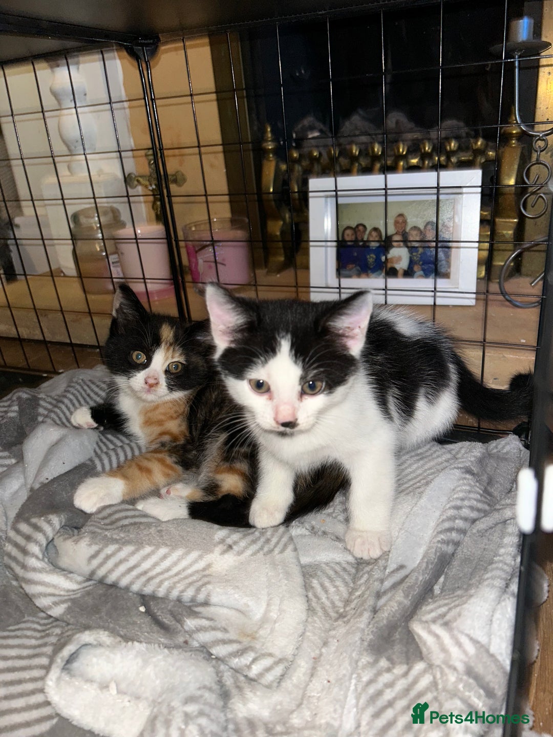 Mixed Breed cats for sale: 2 beautiful kittens - Image 2