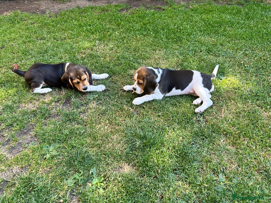 Beagle dogs for sale: KC reg Gorgeous Beagle Pups Champion Bloodline in New Malden - Image 15