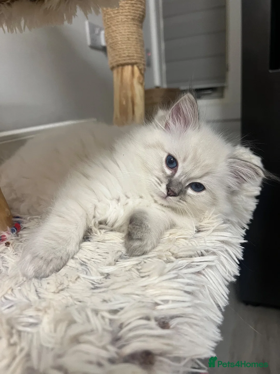 Ragdoll cats for sale: 2 beautiful male ragdoll kittens  - Advert 11