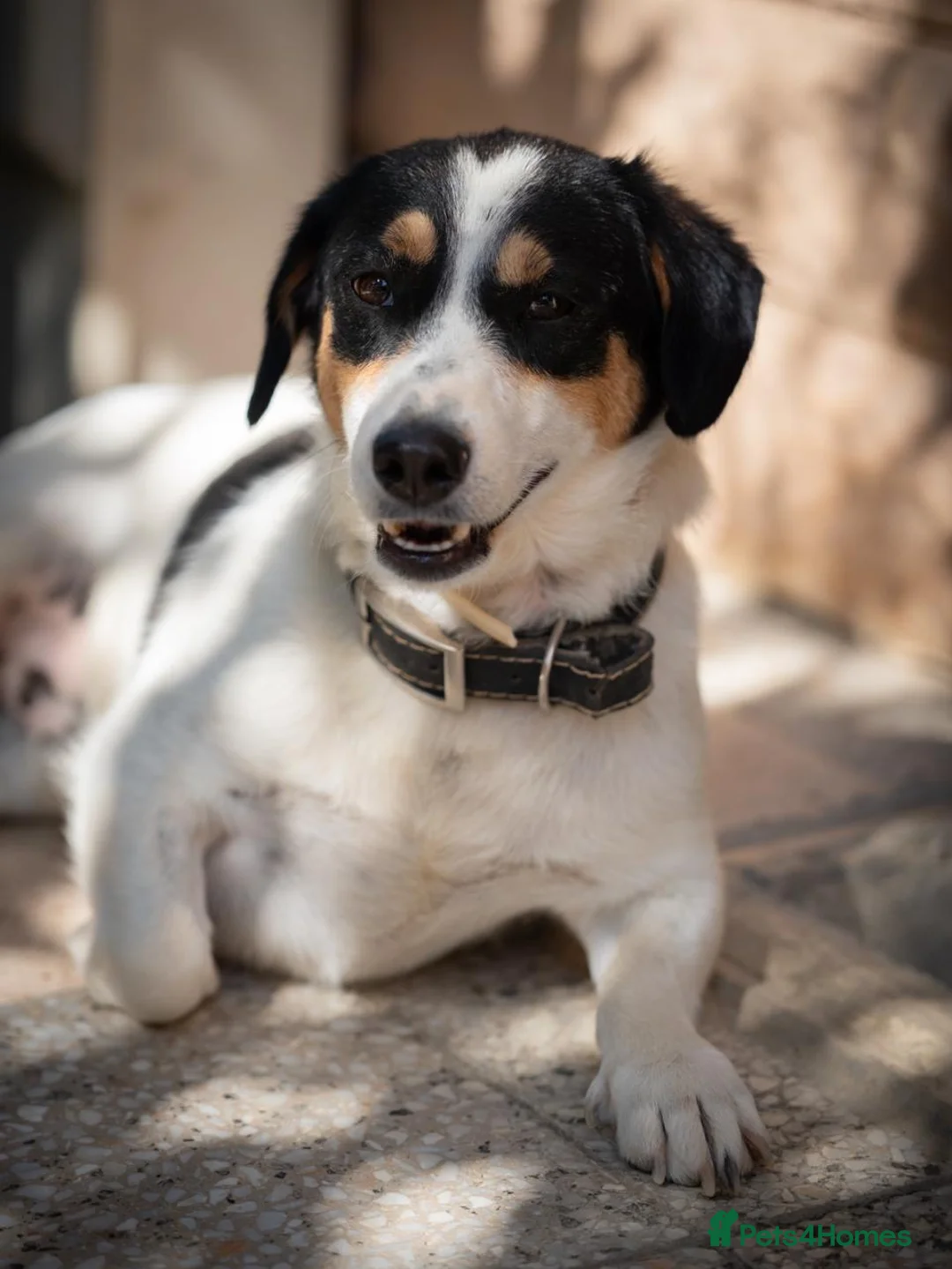 Mixed Breed dogs for adoption: Meet Efes! 🐶🤍 Looking for His Forever Home 🏡 - Advert 8