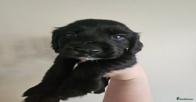 Cocker Spaniel dogs - Advert 14