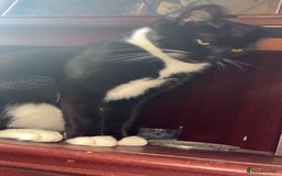 British Longhair cats for sale: Rescue kittens🧡 - Image 8
