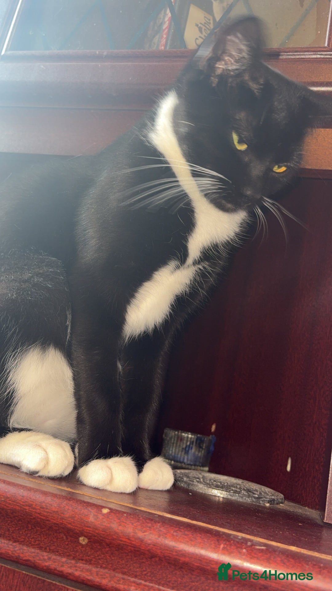 British Longhair cats for sale: Rescue kittens🧡 - Image 8