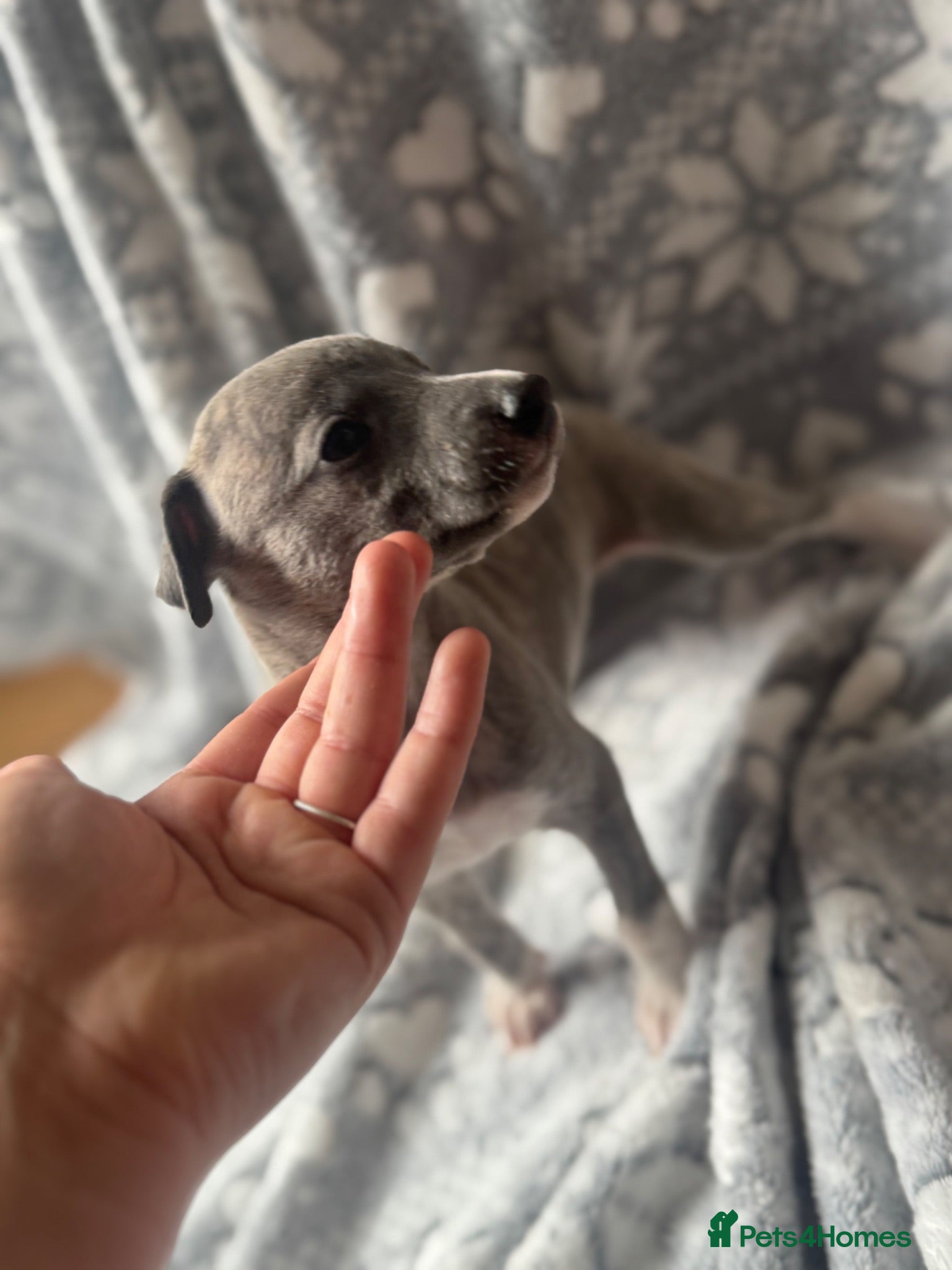 Whippet dogs KC registered whippet puppy’s  - Advert 1