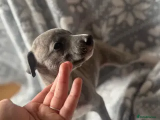 Whippet dogs KC registered whippet puppy’s 5 left! ♥️ - Advert 15