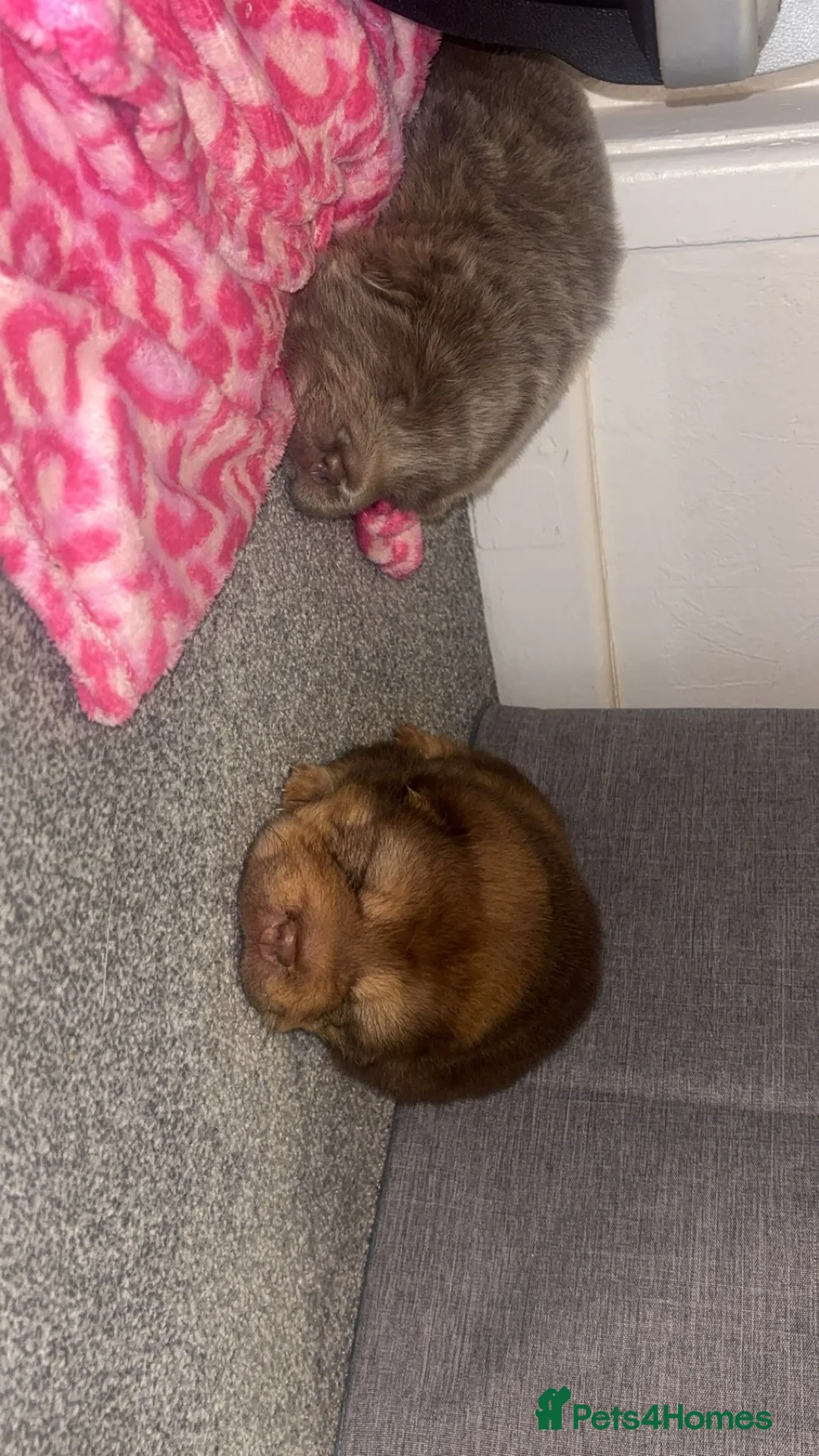 Shar Pei dogs for sale: Top quality choc and tan bear coat sharpies - Advert 38