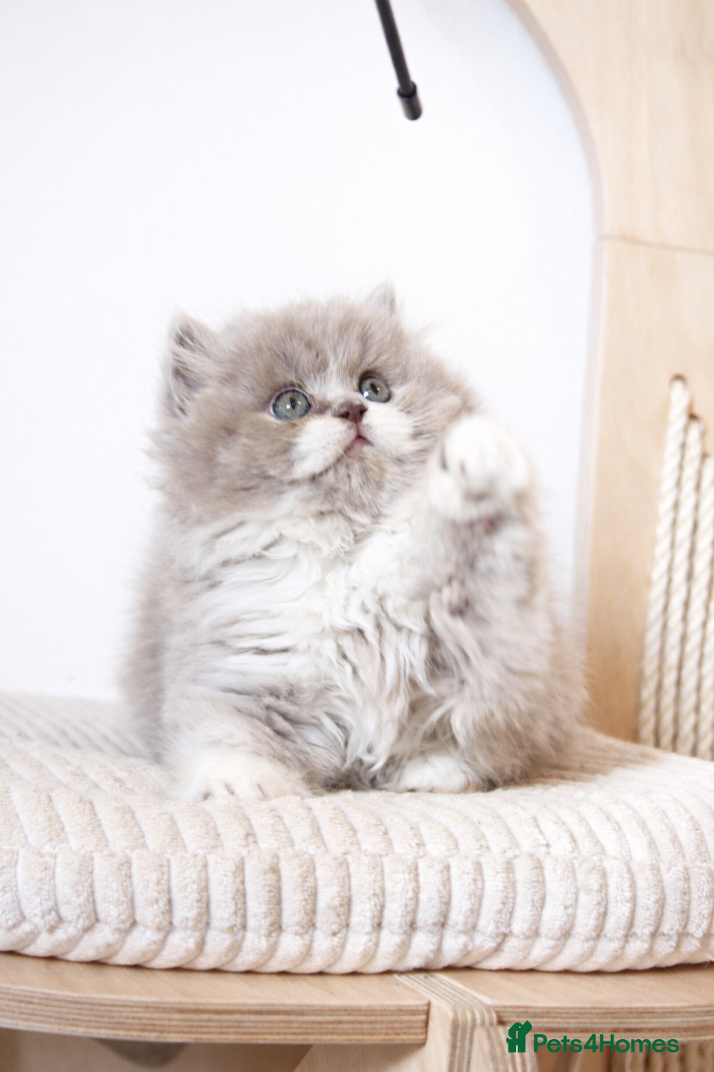 British Shorthair cats 🏆 GCCF British Shorthair/Longhair kittens 💫 - Advert 12