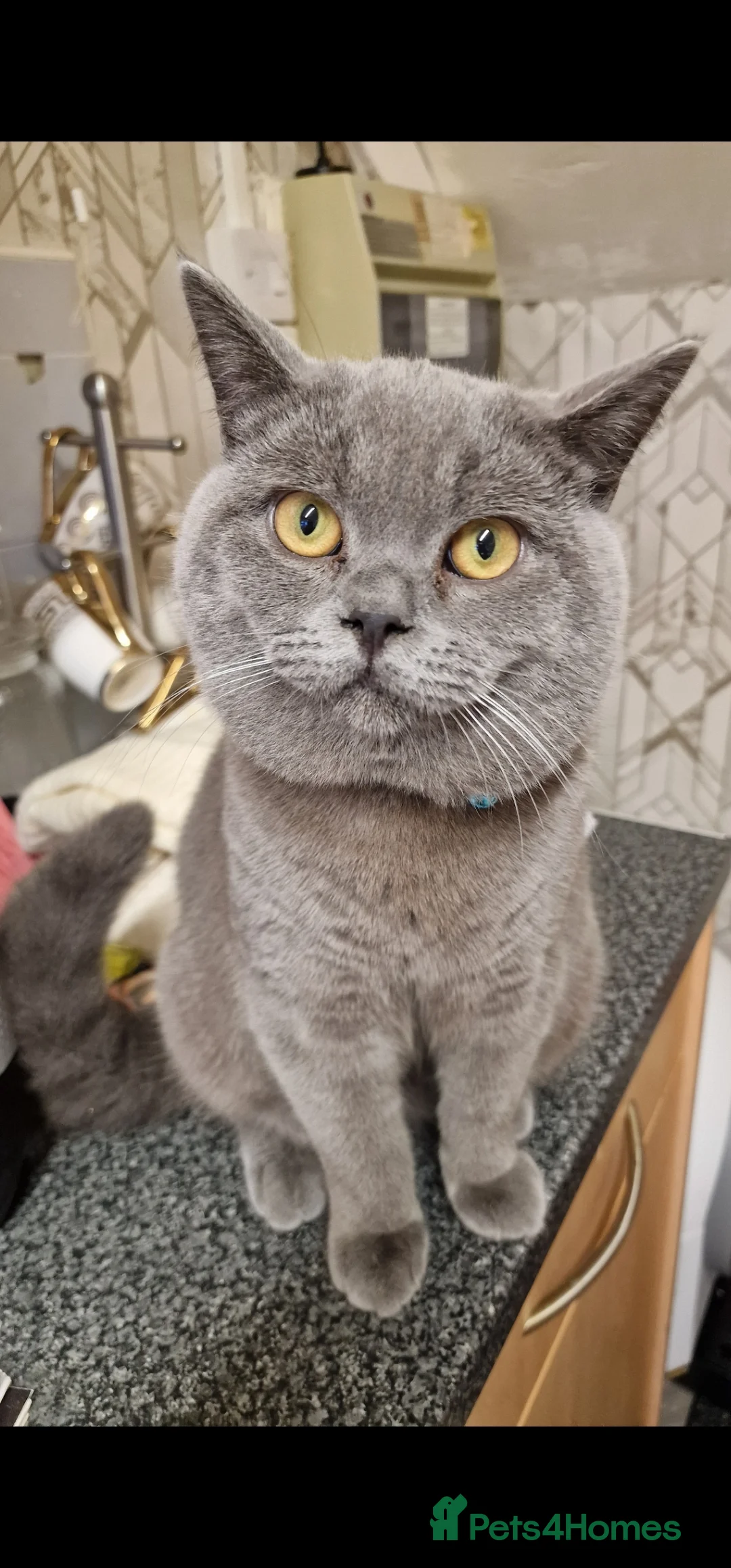 British Shorthair cats for sale: Big loving elvis - Advert 3