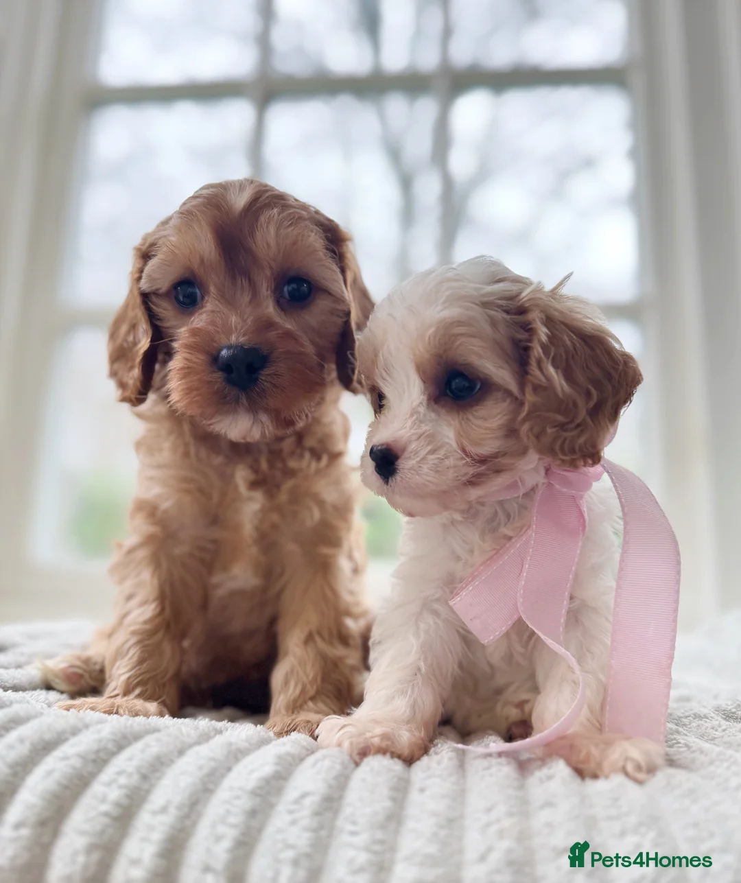 Cavapoo dogs for sale: Stunning F2 cavapoo health tested - Advert 4