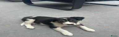Mixed Breed 3