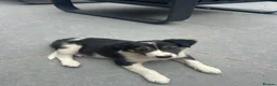 Mixed Breed dogs for sale: 🐾 Six Beautiful Welsh Border Collies 🐾 - Advert 19