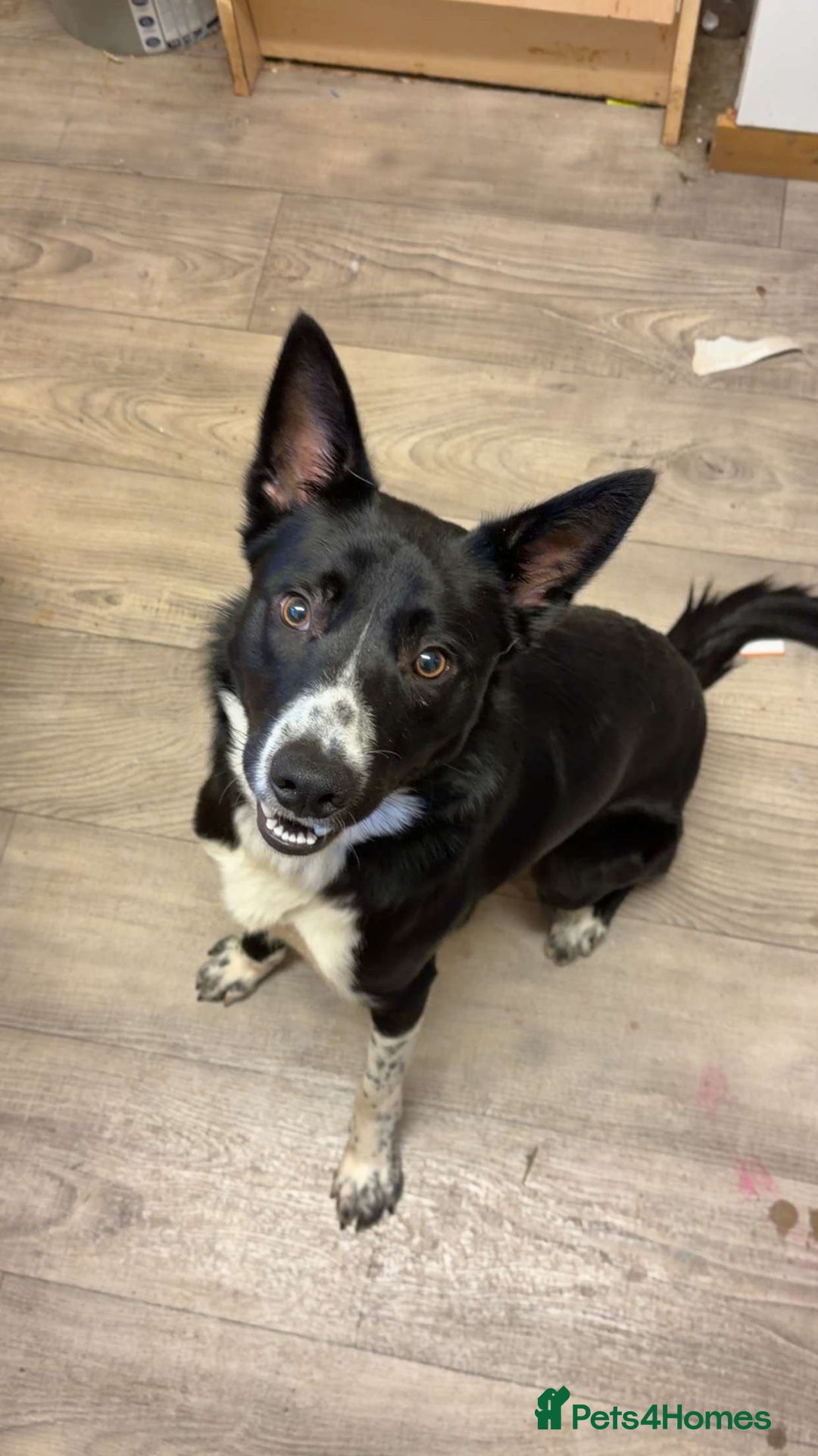 Border Collie dogs for sale: Coco the collie - Advert 1