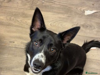 Border Collie dogs Coco the collie - Advert 2