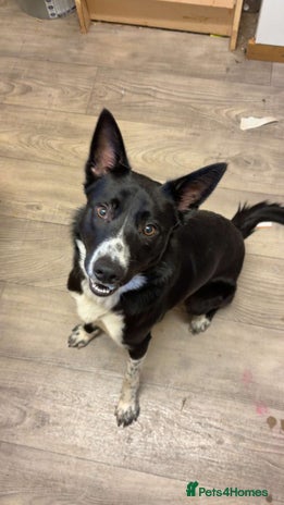 Border Collie dogs Coco the collie - Advert 1