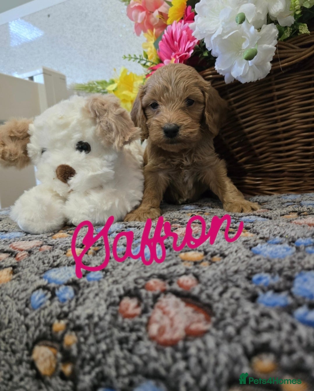 Cockapoo dogs Health tested cockerpoo F1 pups licensed Breeder  - Advert 6