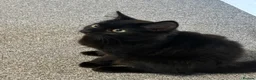 Mixed Breed cats for sale: 12 week old female black kitten  - Advert 3