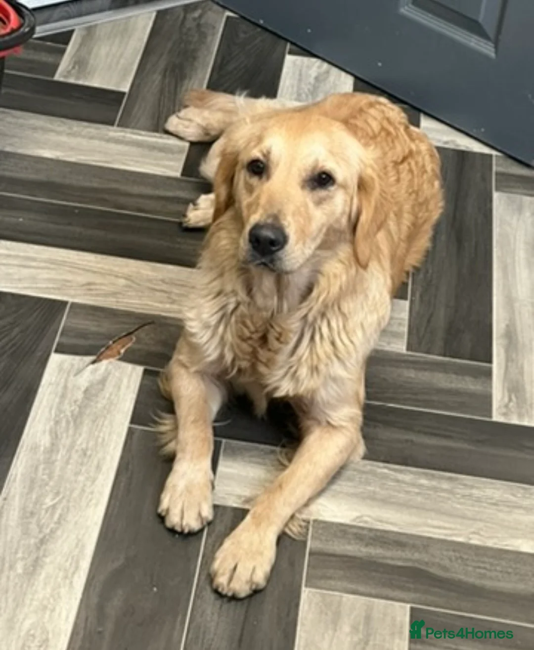 Goldendoodle dogs for sale: Big chunky doodles looking for homes  - Advert 3