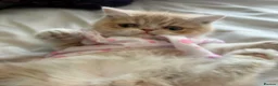 Exotic cats for sale: Beautiful Exotic cream & white female - Advert 9
