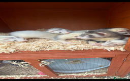 Ferret rodents for sale: Mirco kitts  in Redditch - Image 3