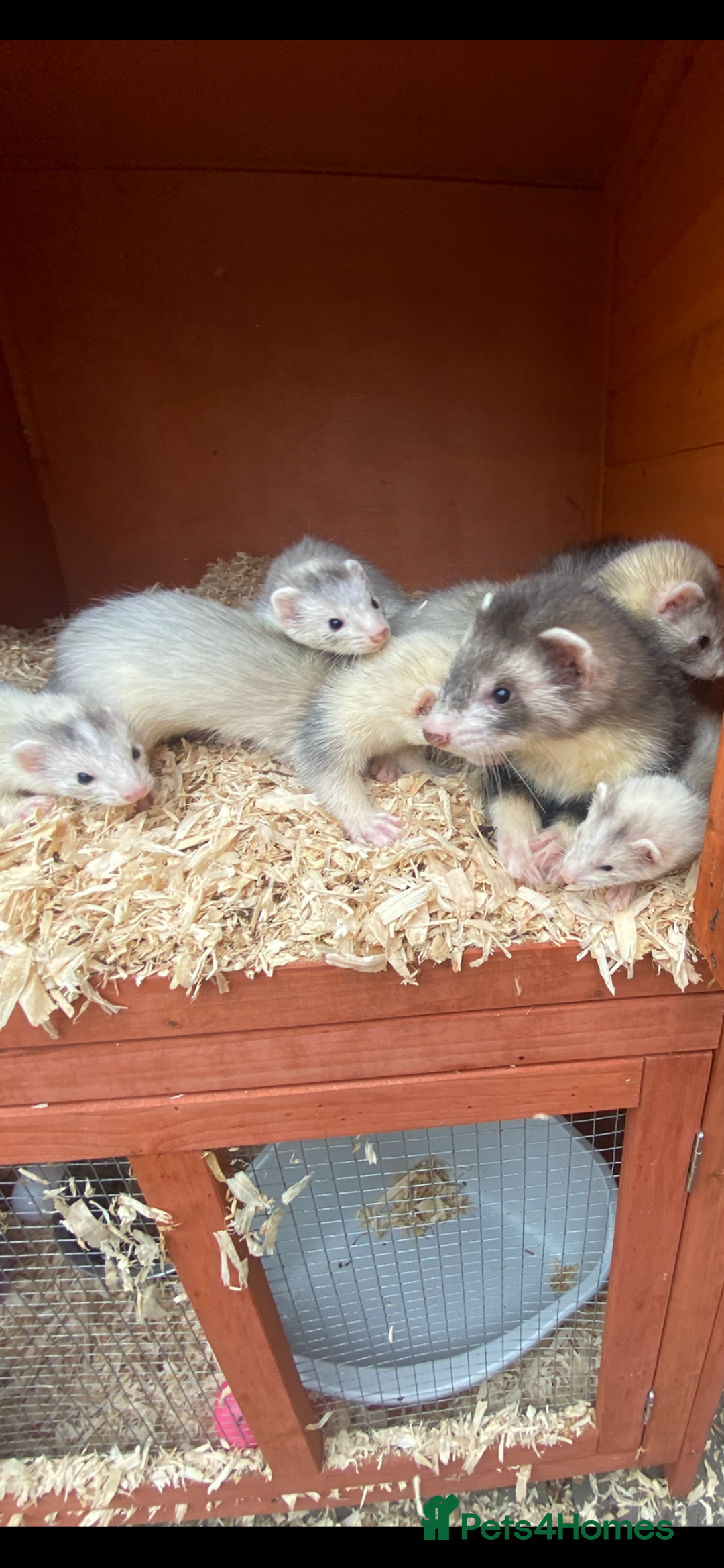 Ferret rodents for sale: Mirco kitts  in Redditch - Image 3