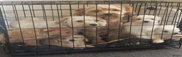 Maltese dogs for sale: 5 F1 cockapoo and Maltese Puppies 8 Weeks Old  - Advert 6