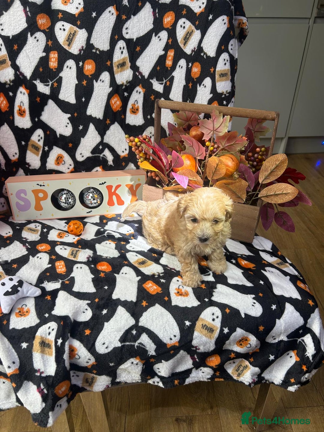 Maltipoo dogs for sale: F1 health tested toy (Asian) maltipoos🩷🩷 - Image 5