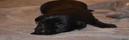 Labrador Retriever dogs for sale: Stunning Working Pedigree Labrador Puppies  in Boston - Advert 6