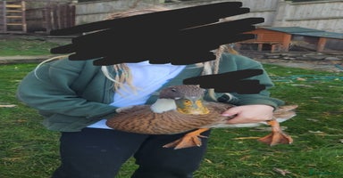 Ducks poultry - Advert 5
