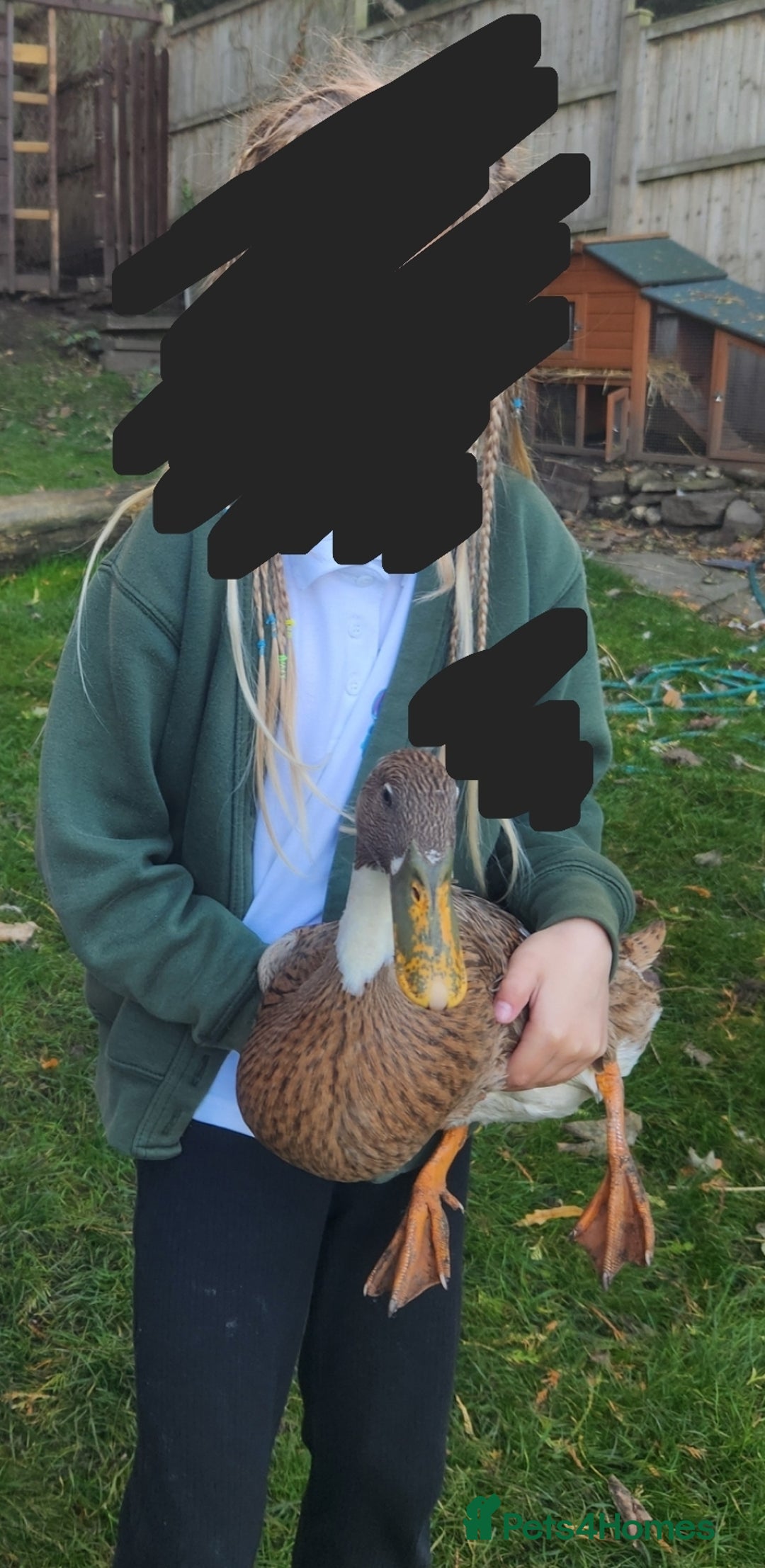 Ducks poultry for sale: Pair of runner ducks for sale - Image 3