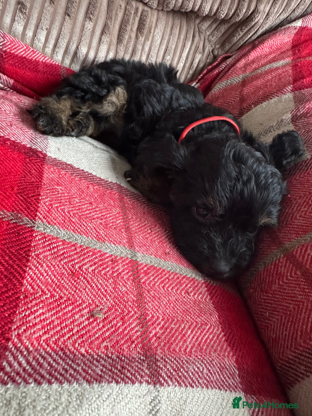 Mixed Breed dogs for sale: 7 Spinger cross Shihpoo puppies - Advert 5