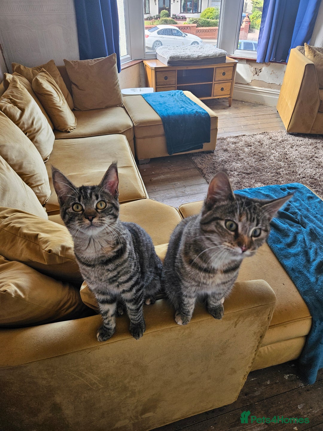 Mixed Breed cats for sale: Maine Coon x Turkish Angora  - Image 2