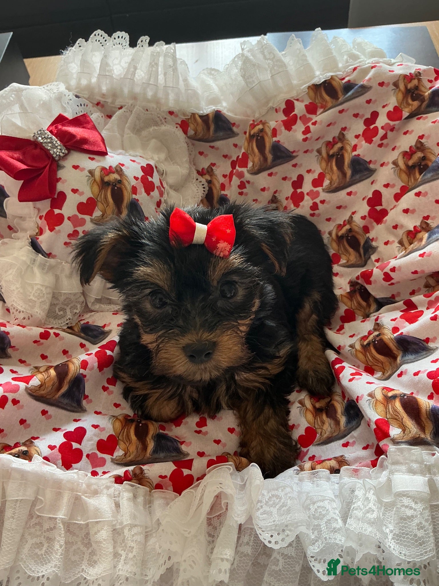 Yorkshire Terrier dogs 6 Beautiful Quality Kennel Club Registered Puppies - Advert 4